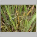 Orthetrum cancellatum - Grosser Blaupfeil w05a.jpg